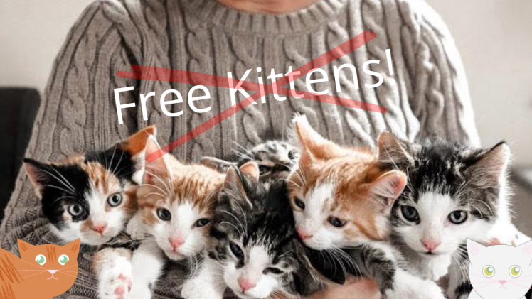Free Kittens: Why You Shouldn’t Get Free Kittens and Cats!